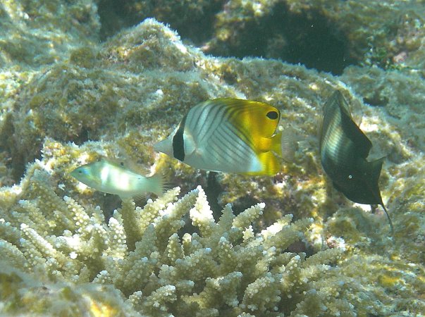 46- poisson-papillon cochet 